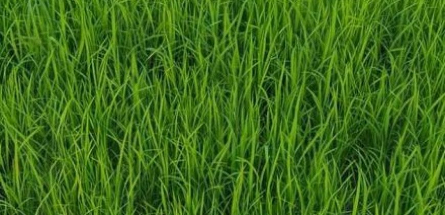 Győr-Moson-Sopron megye – Dunakiliti