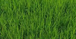 Győr-Moson-Sopron megye – Mosonmagyaróvár – Nincs megadva