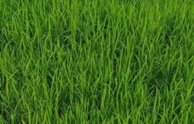 Győr-Moson-Sopron megye – Mosonmagyaróvár – Nincs megadva