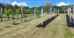 Komárom-Esztergom megye – Tatabánya – Turuloldal