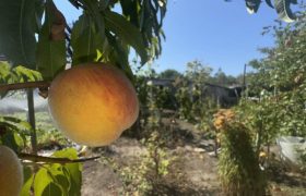 Komárom-Esztergom megye – Tatabánya – Kertváros